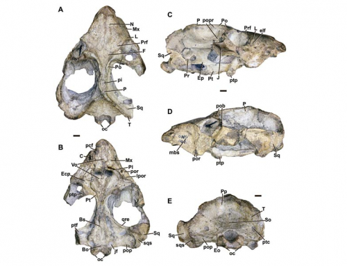 A new, large cynodont from the Late Permian of the Karoo Basin, South Africa and its bearings in epicynodont phylogeny. Zoological Journal of the Linnean Society.