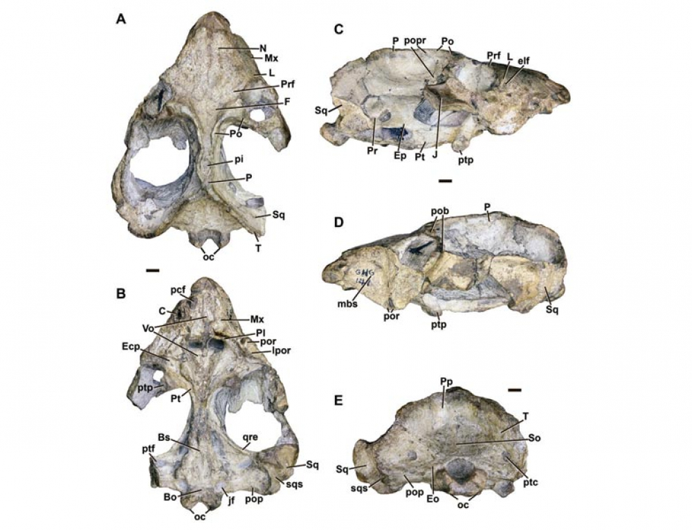 Cranial Morphology And Taxonomy Of South African Tapinocephalidae ...