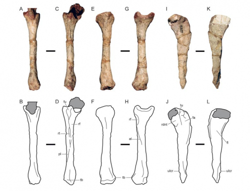 The postcranial anatomy of Diademodon tetragonus (Cynodontia, Cynognathia). Journal of Vertebrate Paleontology.