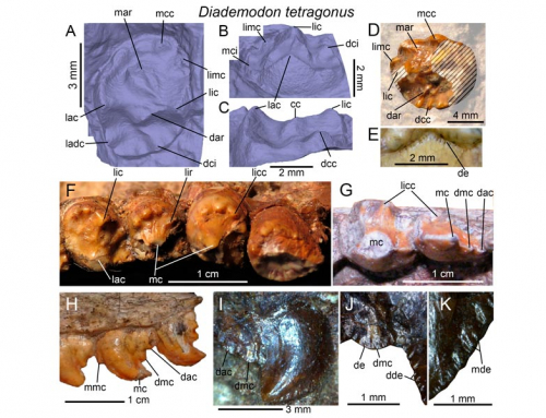 The dentition of gomphodont cynodonts I: proposed terminology and dental morphology in Diademodontidae and Trirachodontidae. PeerJ.