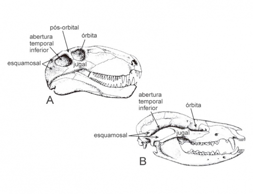 Synapsida: Pelycosauria-Therapsida. Capitulo 7.