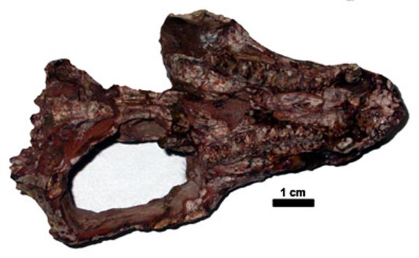 andescynodon palatal end - Fernando Abdala PhD