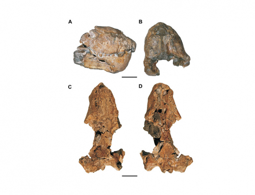 Cranial morphology and phylogenetic analysis of Cynosaurus suppostus (Therapsida, Cynodontia) from the upper Permian of the Karoo Basin, South Africa.